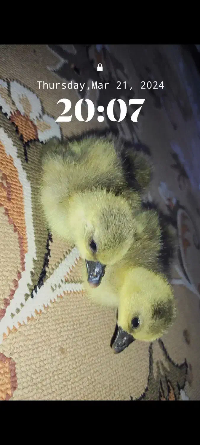 غاز|حیوانات مزرعه|ایرانشهر, |دیوار