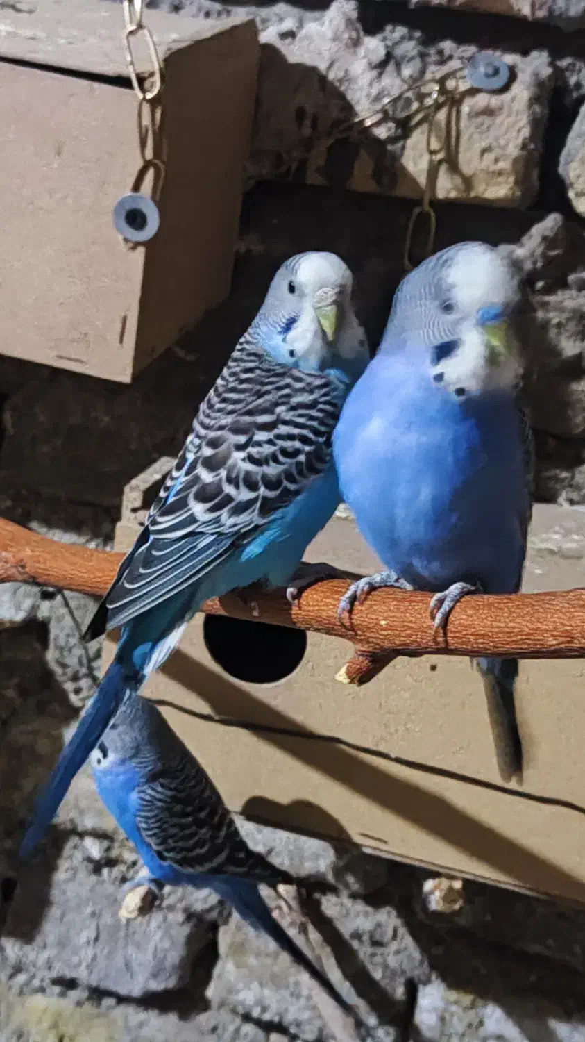 مرغ عشق خاص|پرنده|فردوس (خراسان), |دیوار