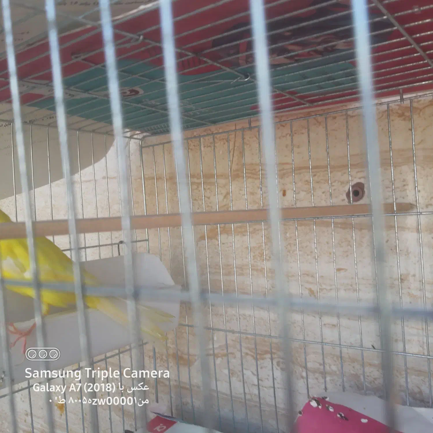 پرنده|پرنده|بندرعباس, |دیوار