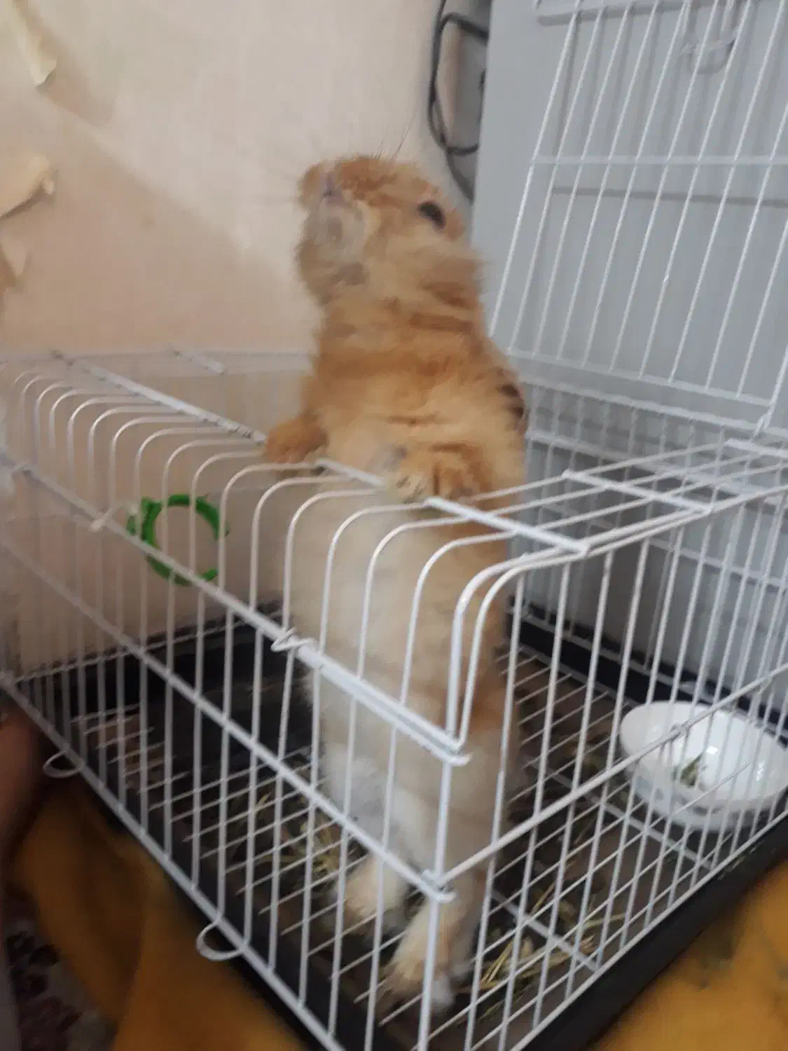 واگذاری خرگوش بیمار|موش و خرگوش|تهران, افسریه شمالی|دیوار