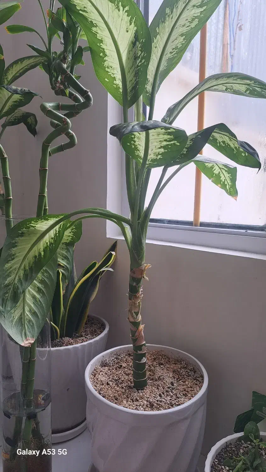 گلدان دیفن باخیا|گل و گیاه طبیعی|مشهد, کارگران|دیوار