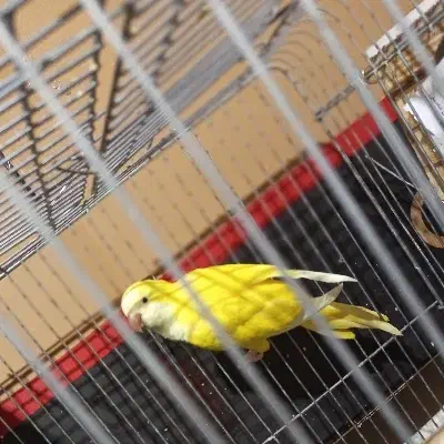 راهب،گرینچک،عروس هلندی،همگی جفت و مولد|پرنده|فسا, |دیوار