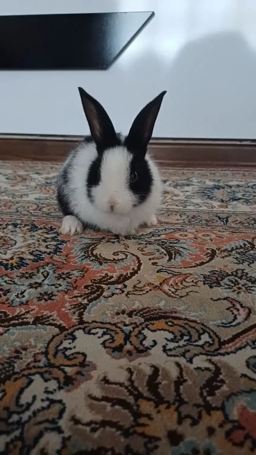 خرگوش|موش و خرگوش|تبریز, |دیوار