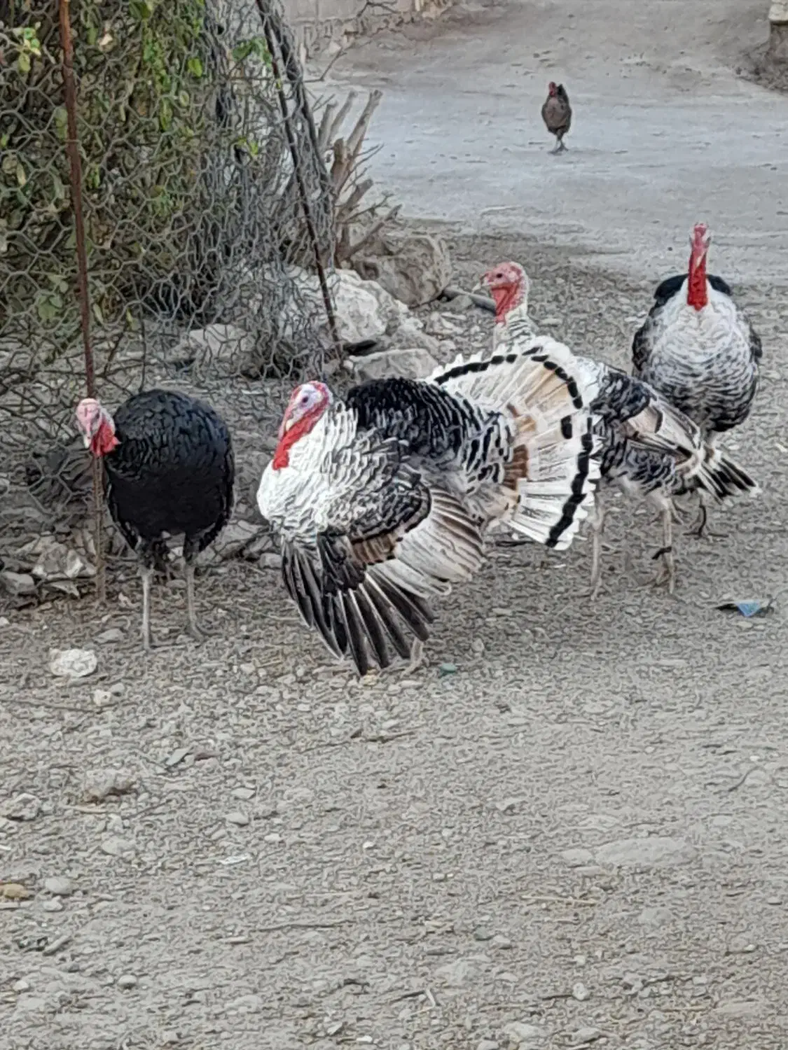 بوقلمون|حیوانات مزرعه|دهدشت, |دیوار