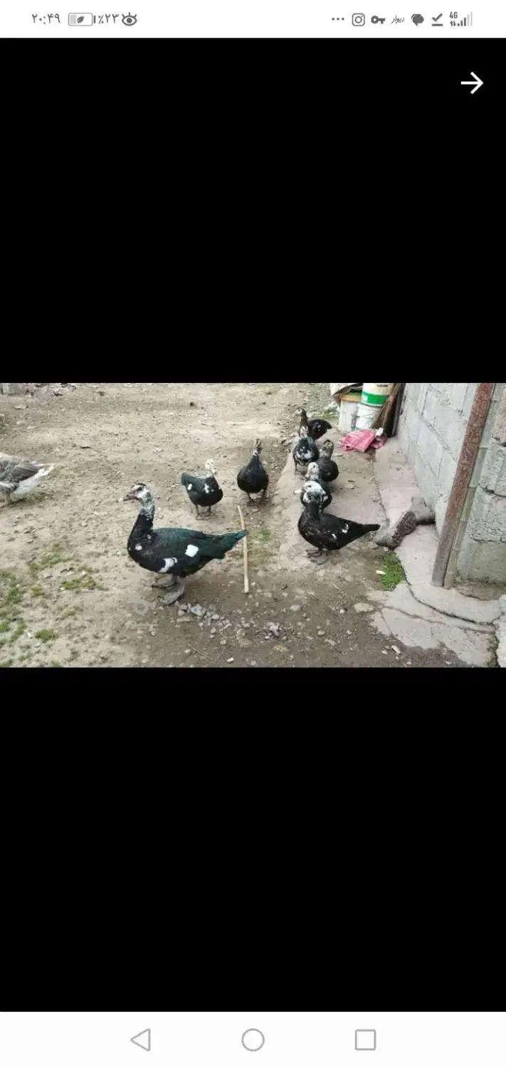 اردک اسراییلی نر|حیوانات مزرعه|اطاقور, |دیوار