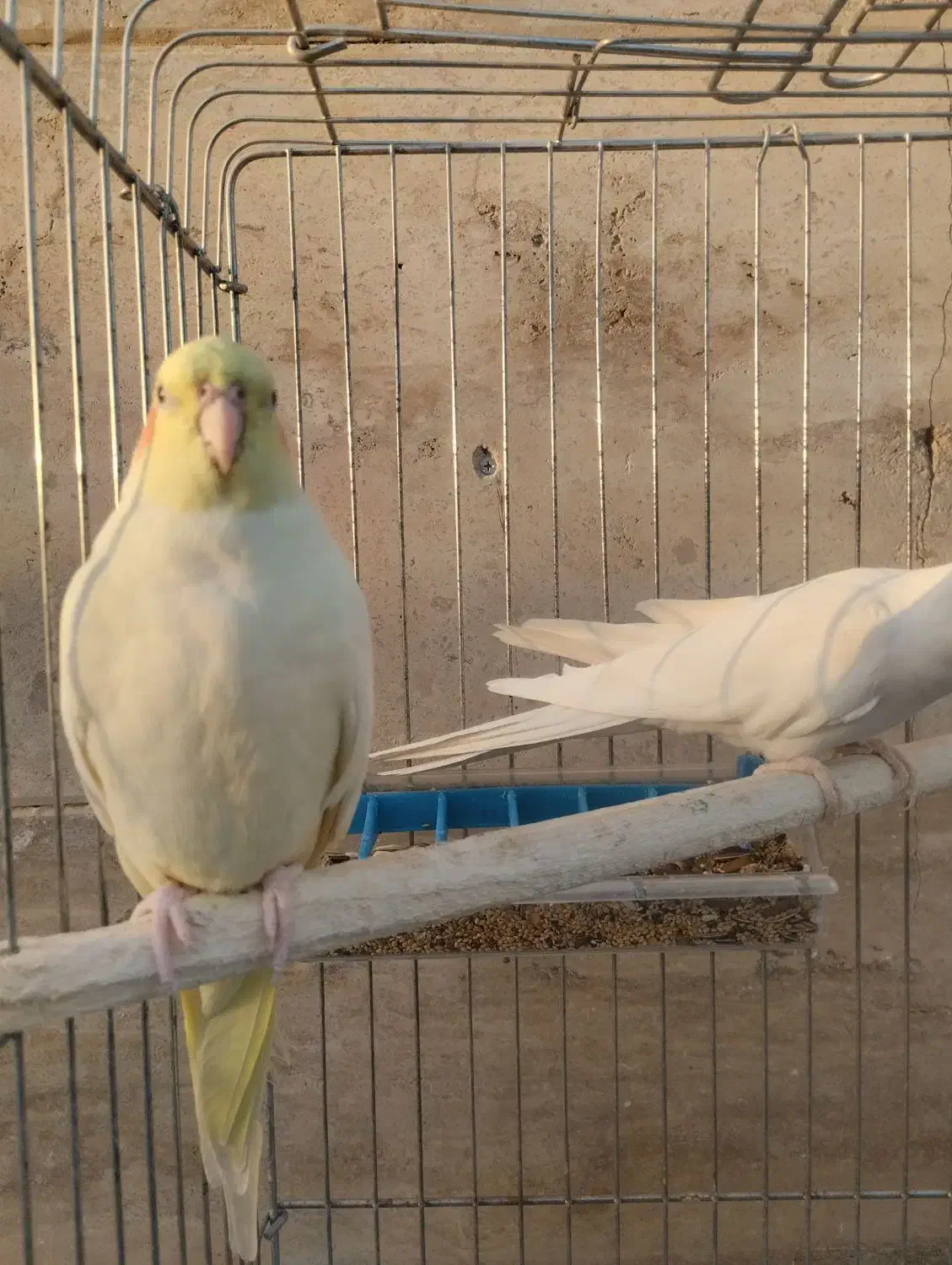 عروس هلندی خونگی، سالم و کاملاً رام|پرنده|باقرشهر, |دیوار