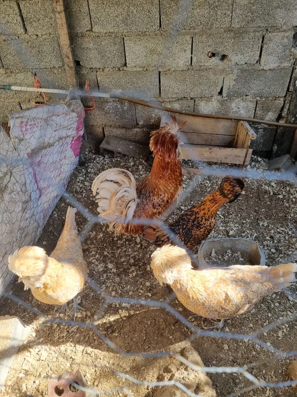 فروش مرغ و خروس ۷ ماهه پولند بوف|حیوانات مزرعه|بابل, |دیوار