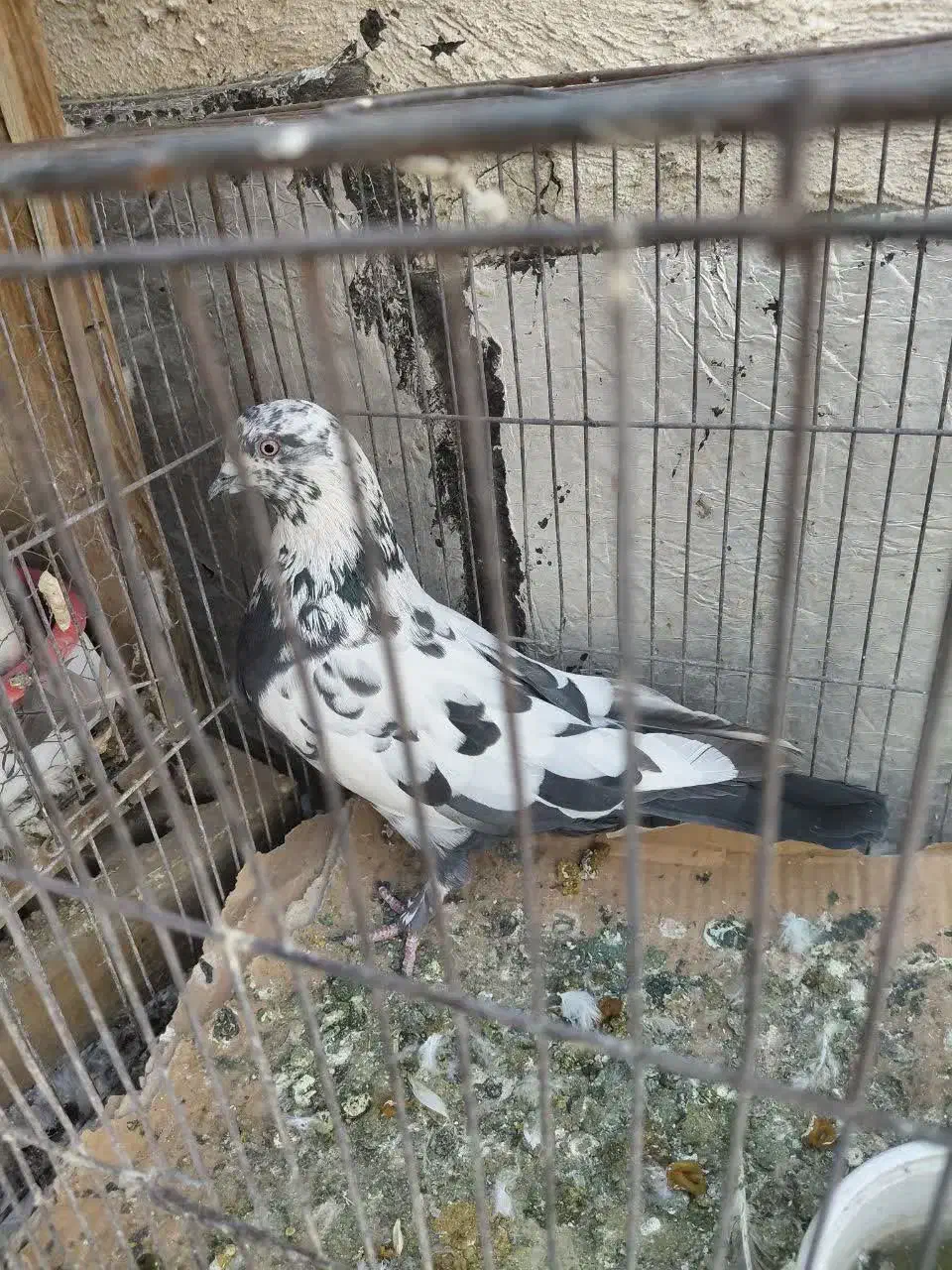 کبوتر|پرنده|تهران, ائمه اطهار|دیوار