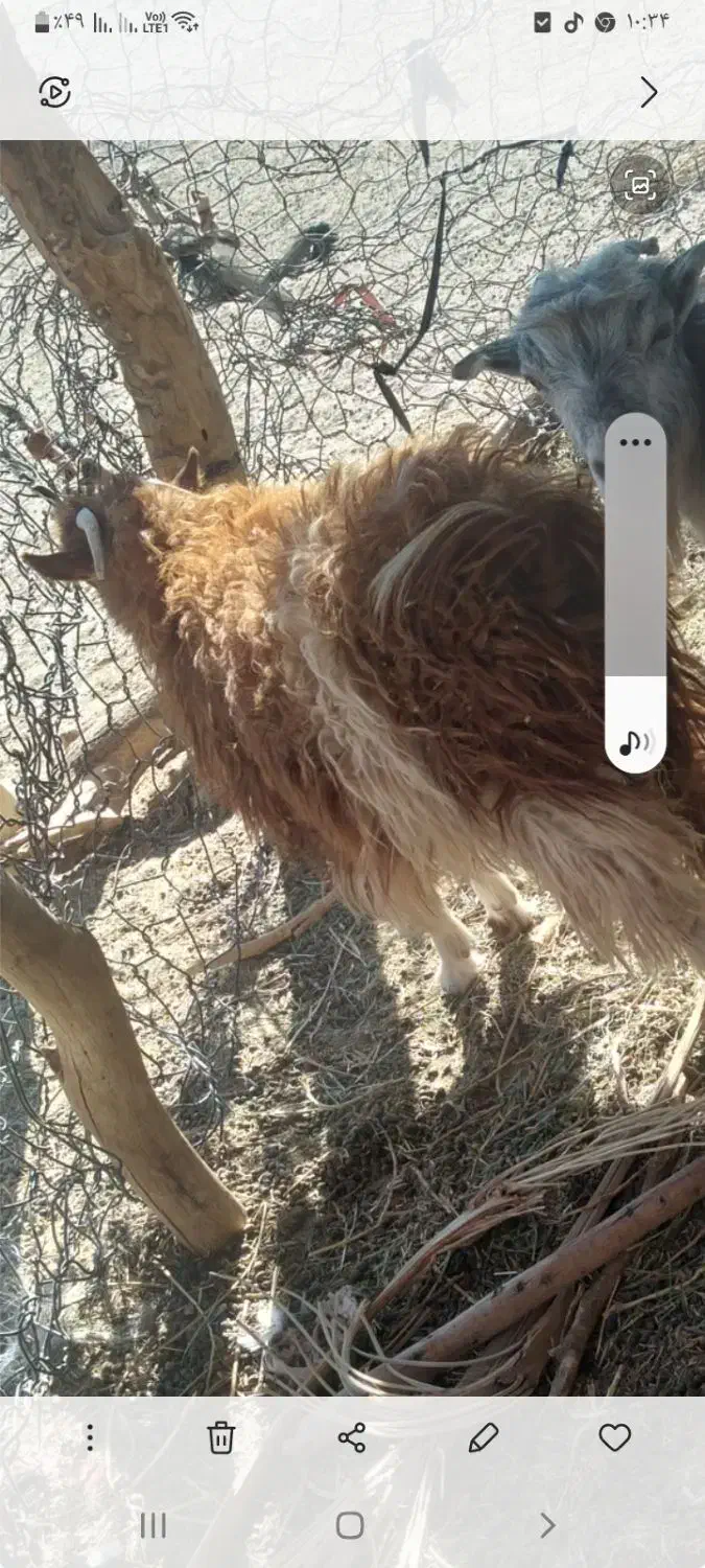 گوسفند فروشی|حیوانات مزرعه|گنبکی, |دیوار