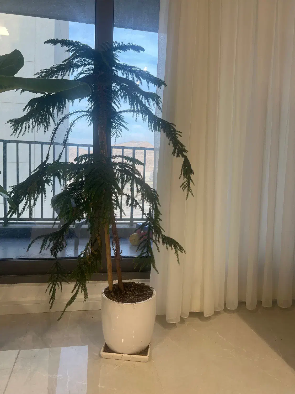 درخچهکاج مطبق|گل و گیاه طبیعی|جم, |دیوار