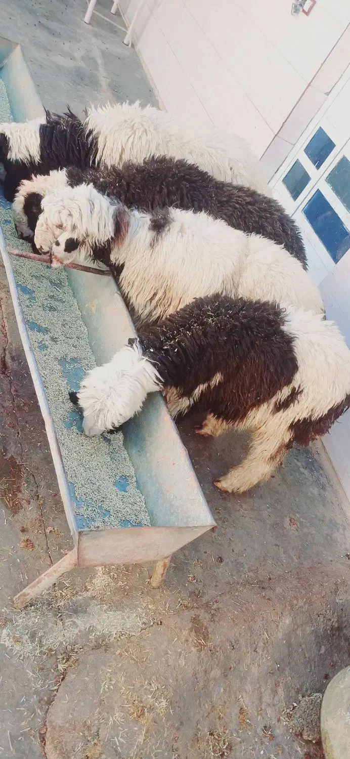 بره چاق چاق روغنی|حیوانات مزرعه|مسجد سلیمان, |دیوار