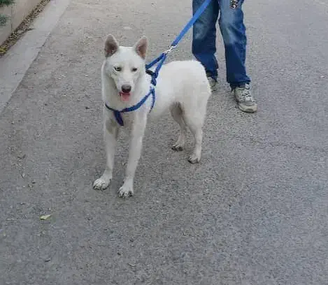 واگذاری سگ|سگ|ری, سیزده آبان|دیوار