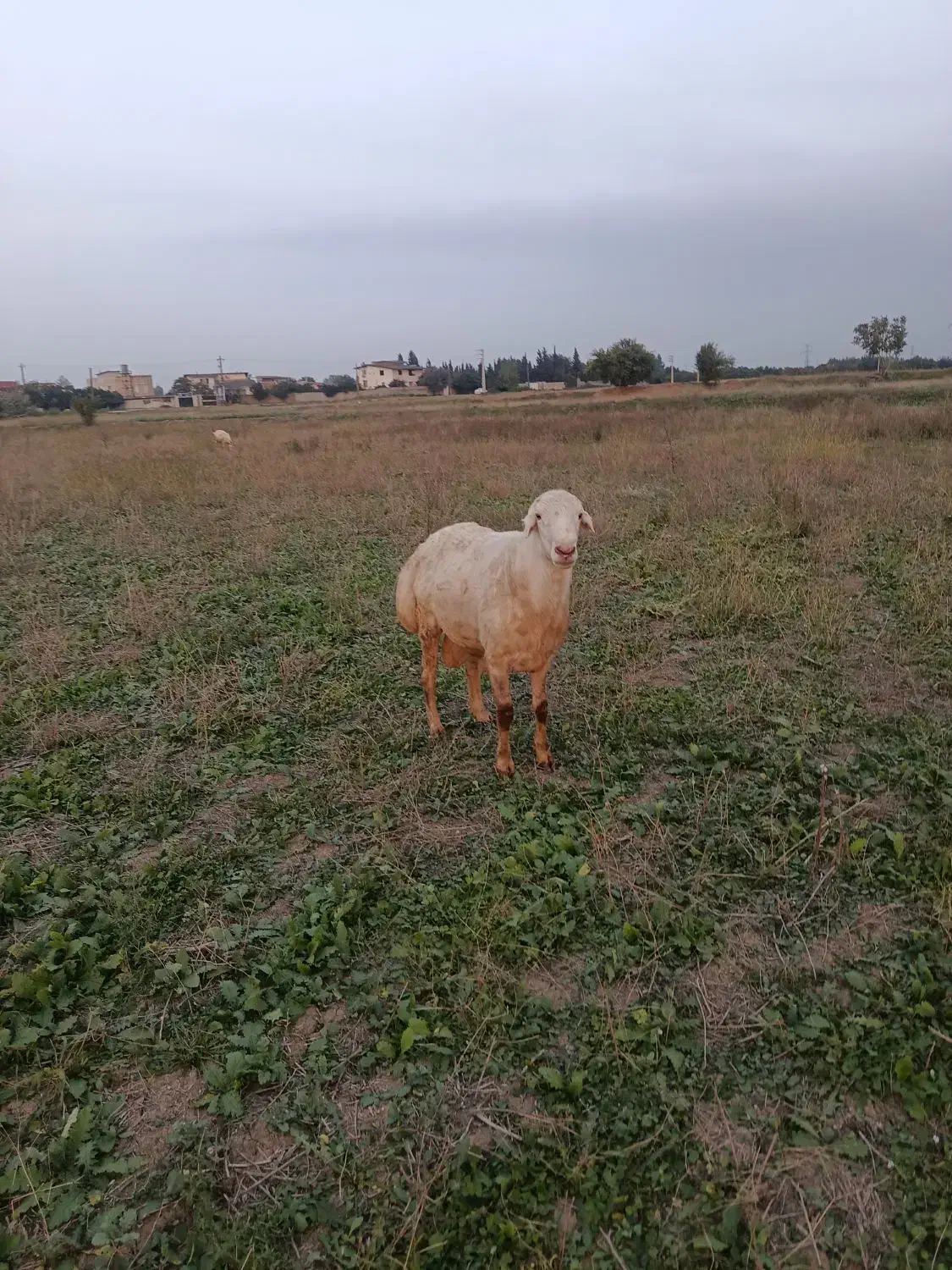 قوچ گوسفند نر سفید|حیوانات مزرعه|فرح آباد, |دیوار