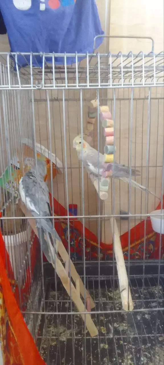 عروس هلندی|پرنده|شازند, |دیوار