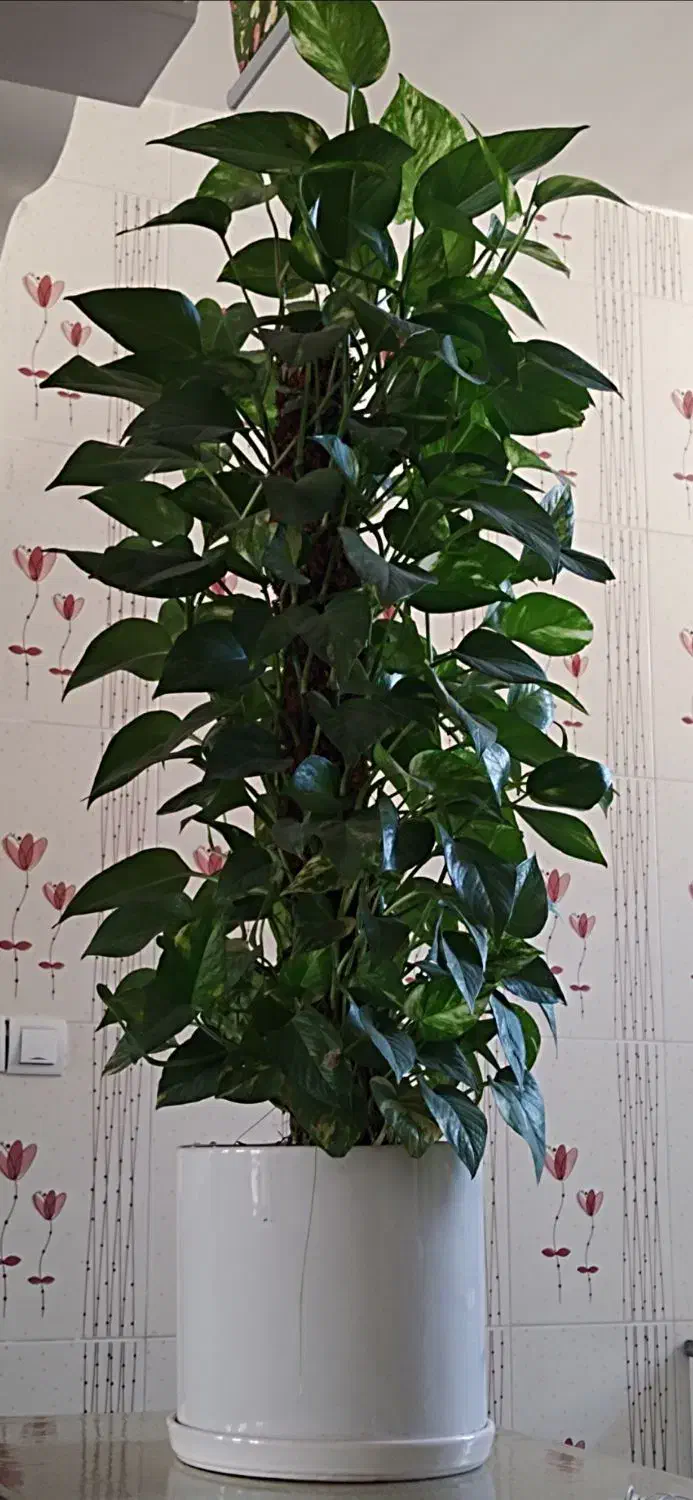 گل پتوس بزرگ|گل و گیاه طبیعی|فارسان, |دیوار