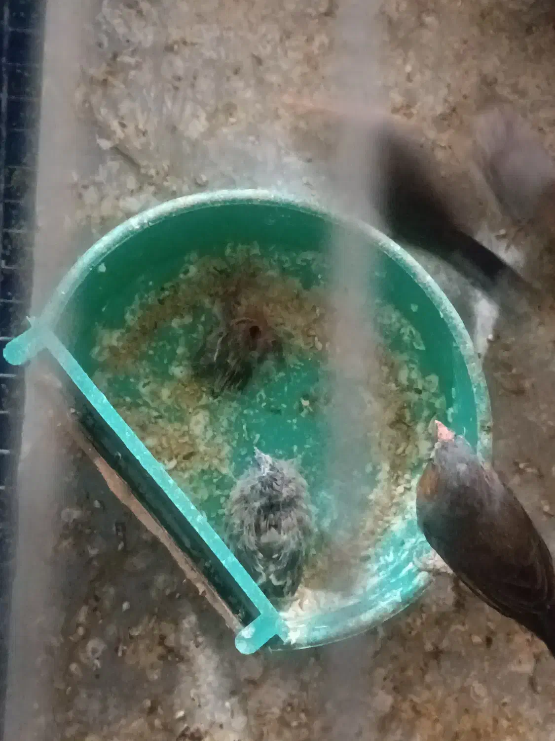 فنچ بازی گوش و سالم وسرحال|پرنده|تبریز, |دیوار