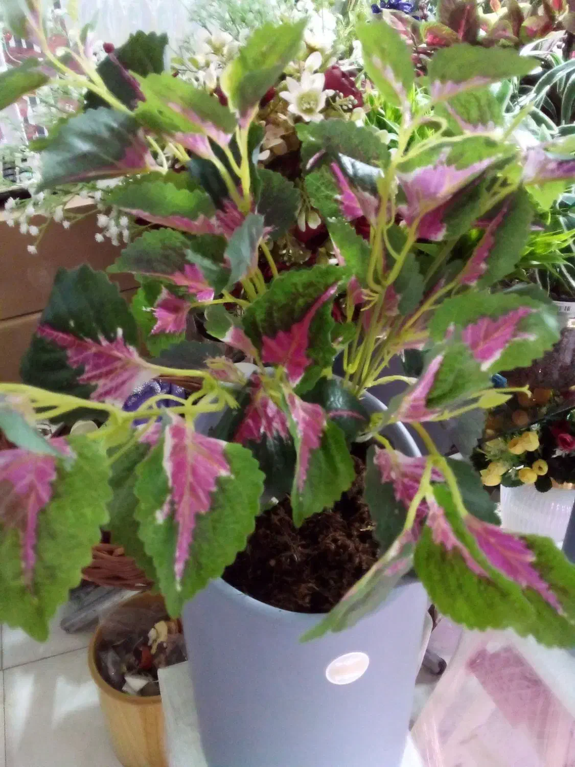 انواع گل های  طبیعی و مصنوعی  در گلکده فلورا|گل و گیاه طبیعی|مهاجران, |دیوار