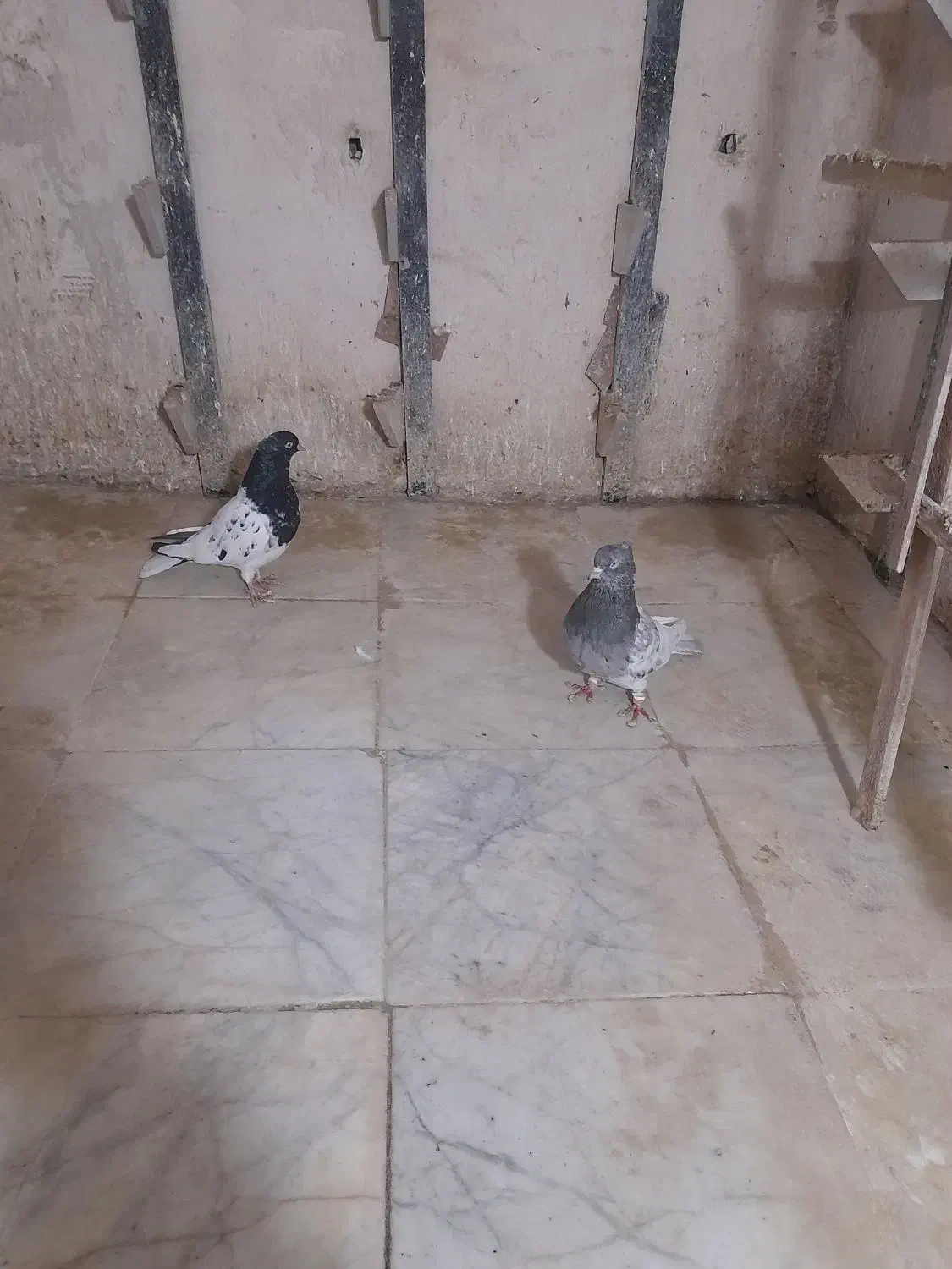 ۲ جفت کله ۳۸۰۰|پرنده|شیروان (خراسان), |دیوار