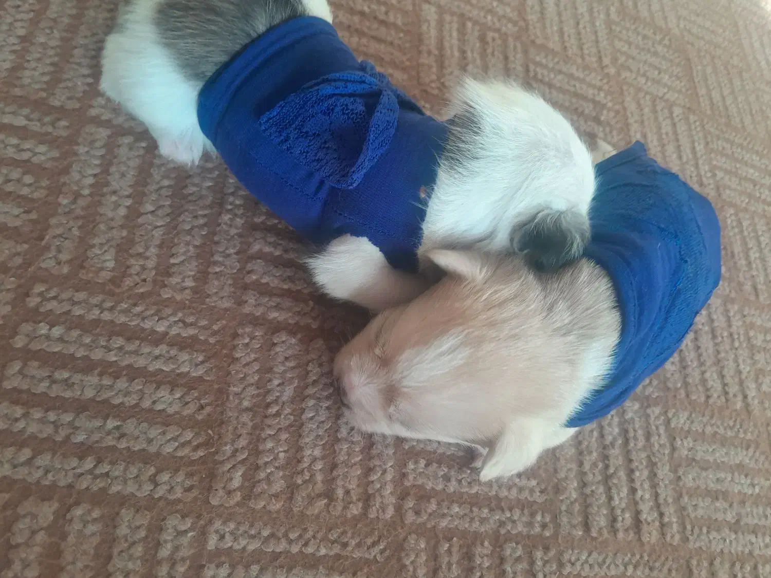 سگ فنجونی...|سگ|شاهینشهر, گزبرخوار|دیوار