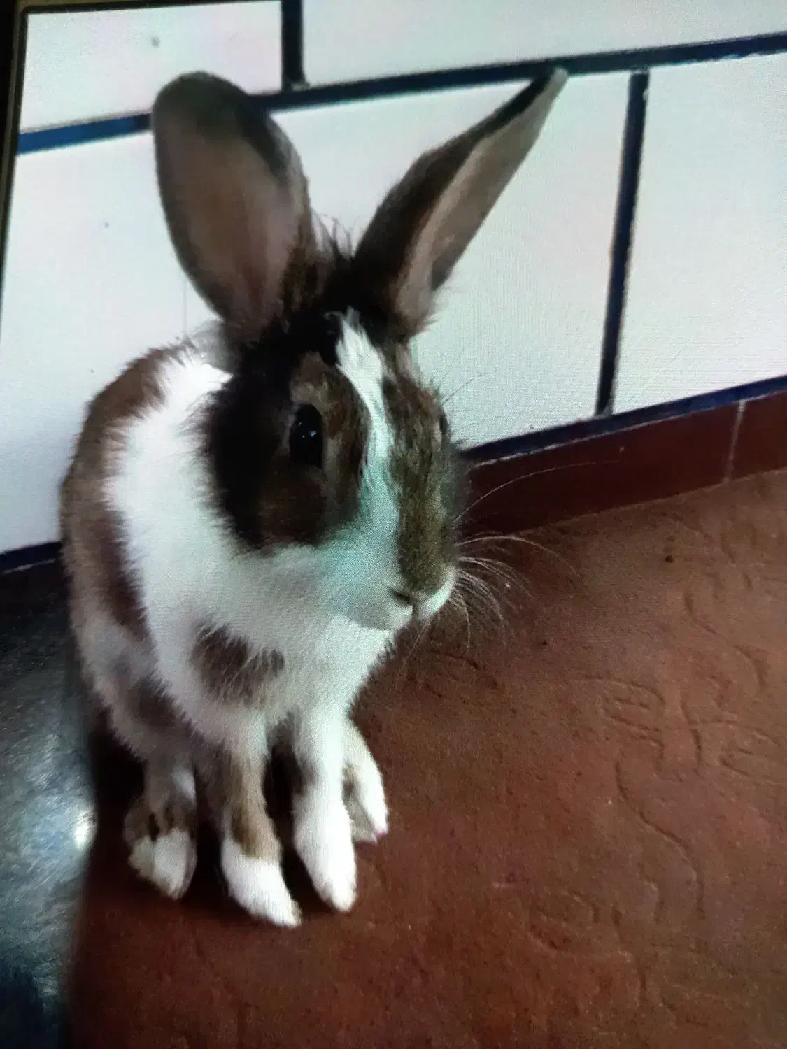 سلام، خرگوش، بازی گوش سرحال در حمیدیه|موش و خرگوش|حمیدیه, |دیوار