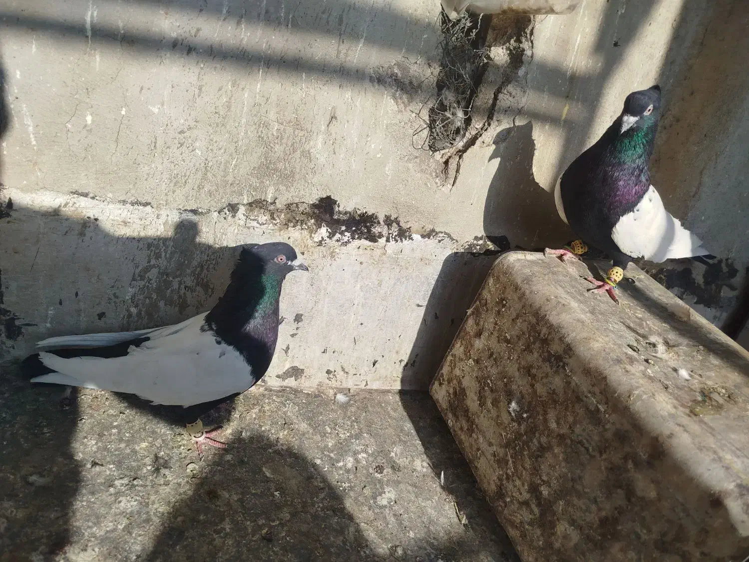 نر ماده|پرنده|اقبالیه, |دیوار