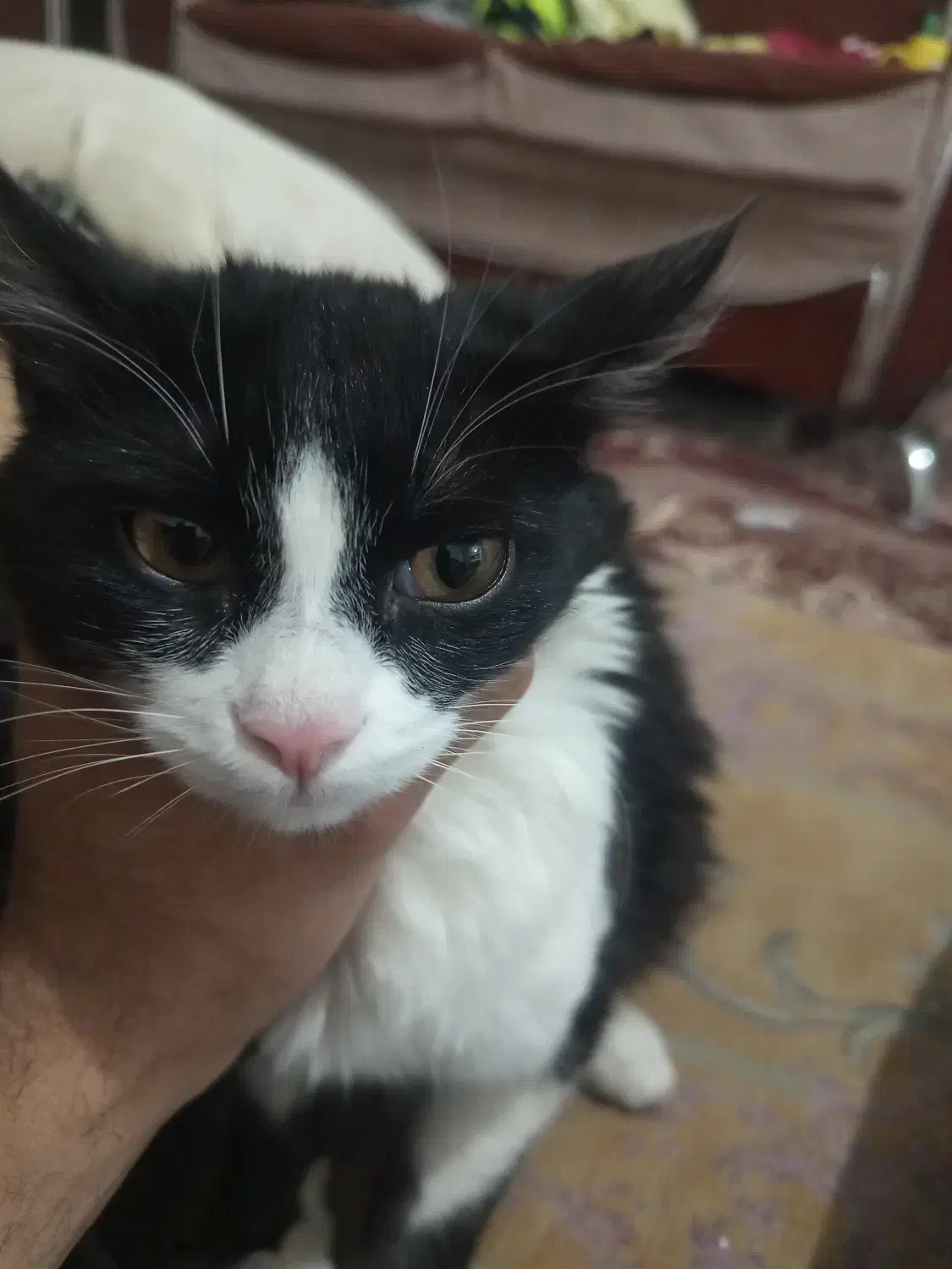 واگذاری گربه خانگی مودب|گربه|بجنورد, |دیوار