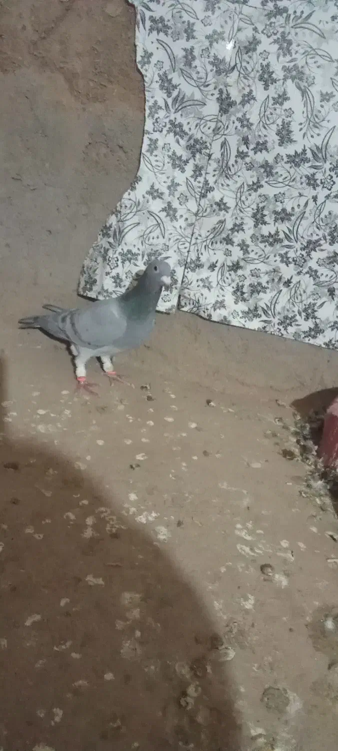 کفتر آلمانی|پرنده|تربت جام, میرقوام الدین|دیوار