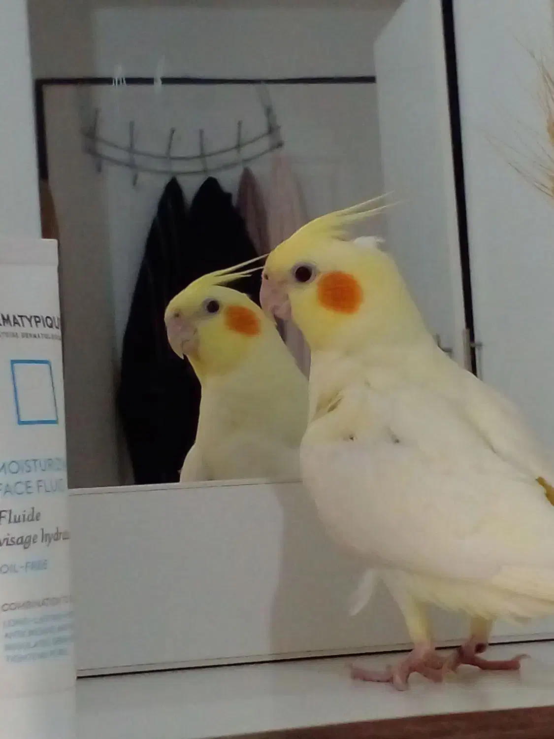 یک جفت عروس هلندی لوتینو سالم و سرحال|پرنده|فردیس, شهرک شهید حسینی|دیوار