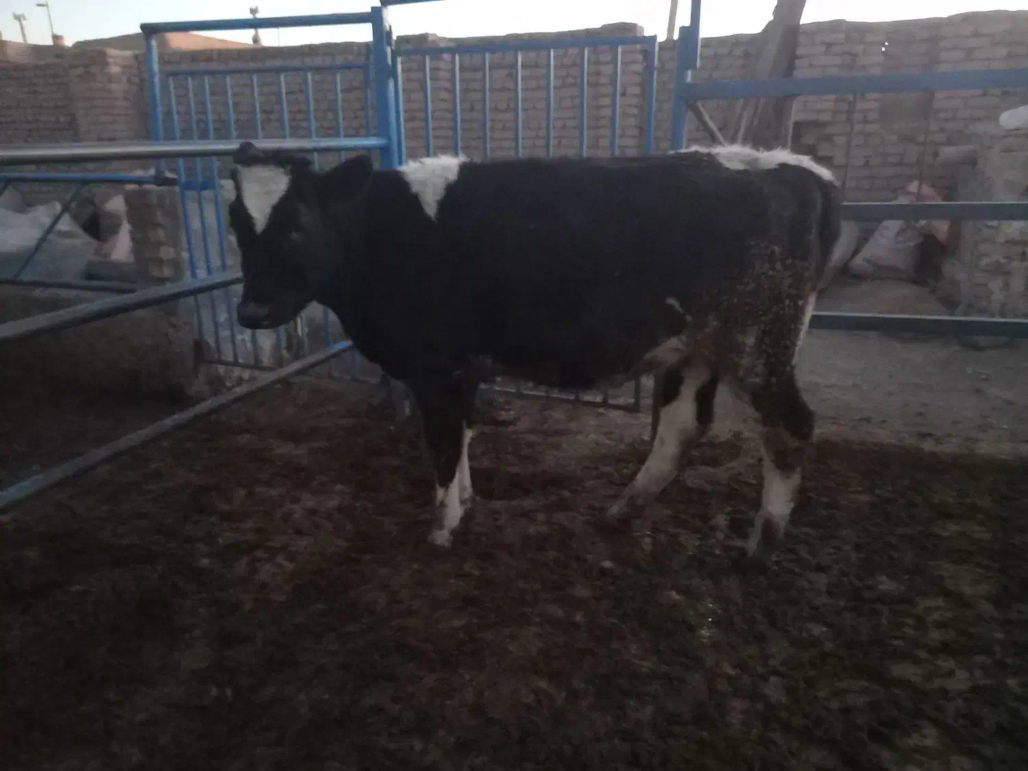 تلیسه|حیوانات مزرعه|فیروزه, |دیوار