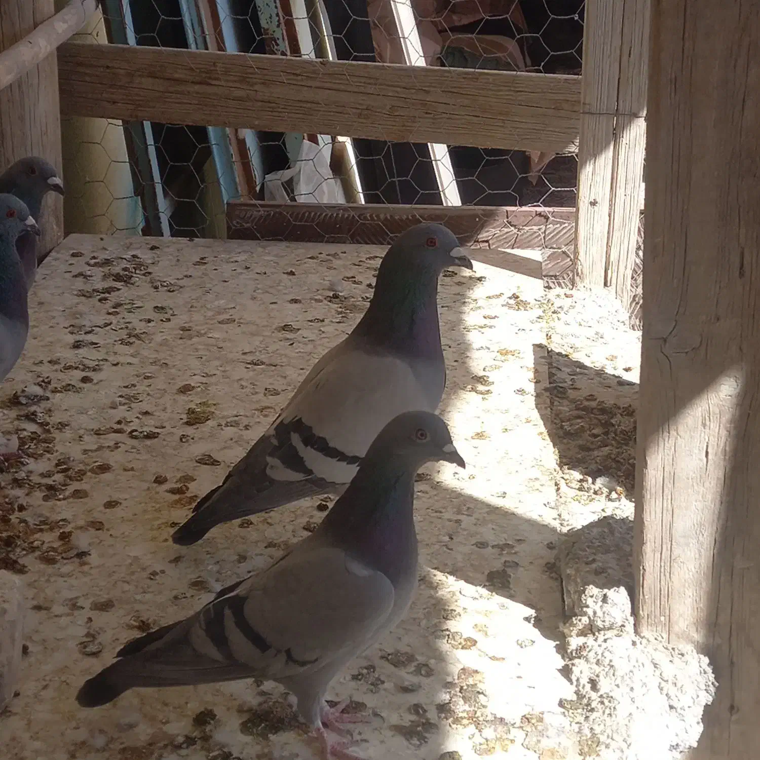 پلاکی  و پرشی|پرنده|مبارکه, |دیوار