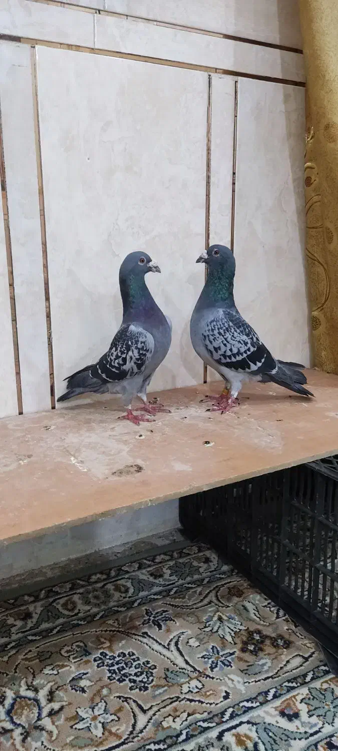 پلاکی|پرنده|اهواز, بهارستان|دیوار