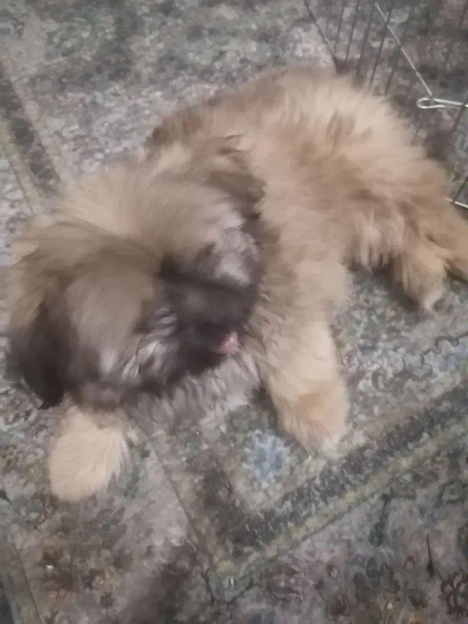 شیتزو کراس فروشی قیمت پیشنهادی|سگ|شیراز, سعدیه شمالی|دیوار