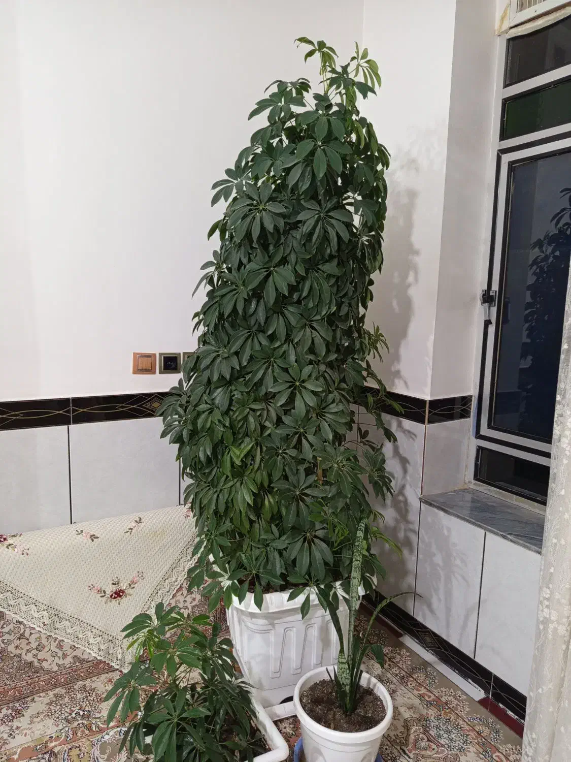 گل شفلرا|گل و گیاه طبیعی|کنگاور, |دیوار