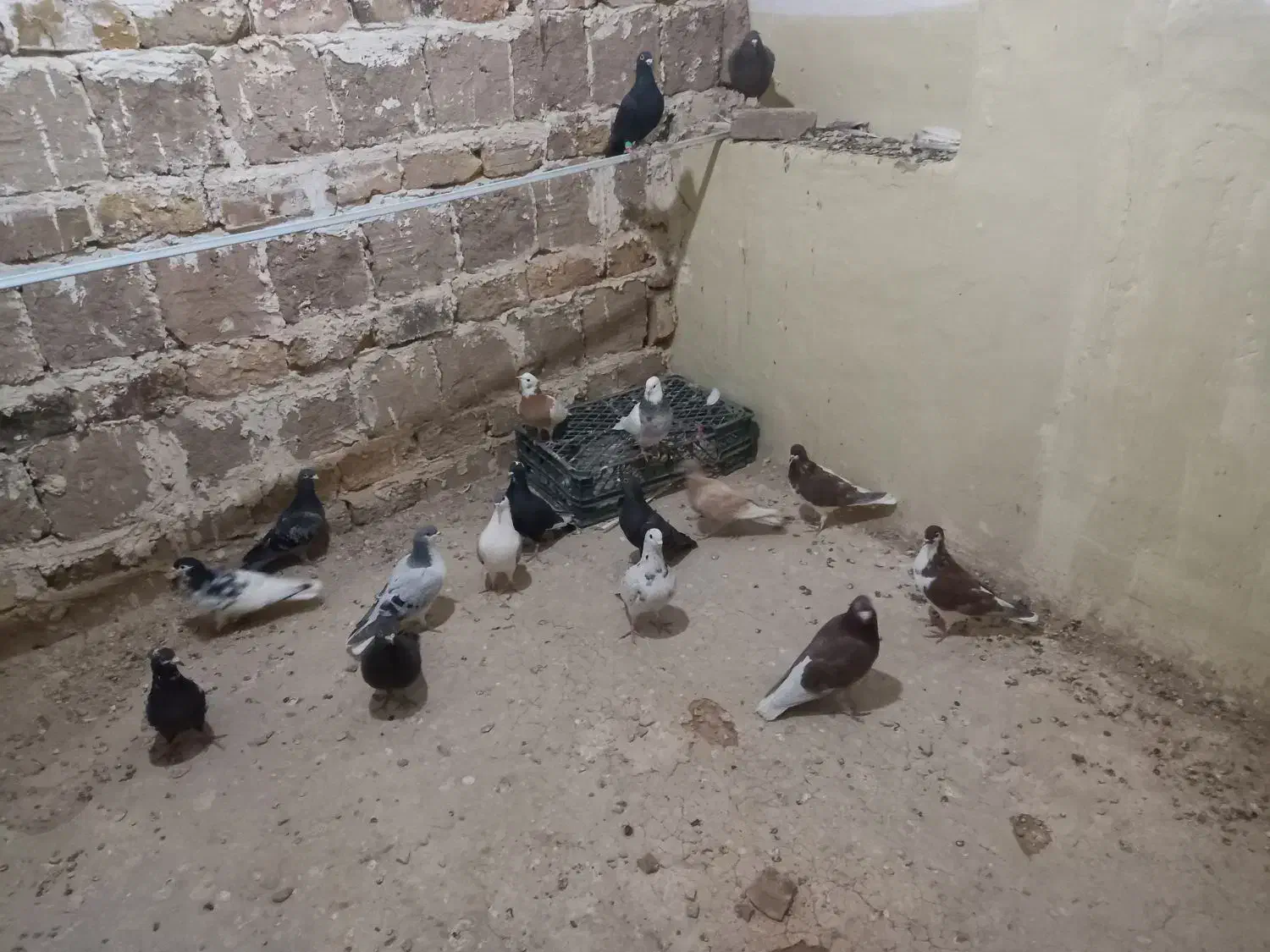 کبوتر|پرنده|دشتابی, |دیوار