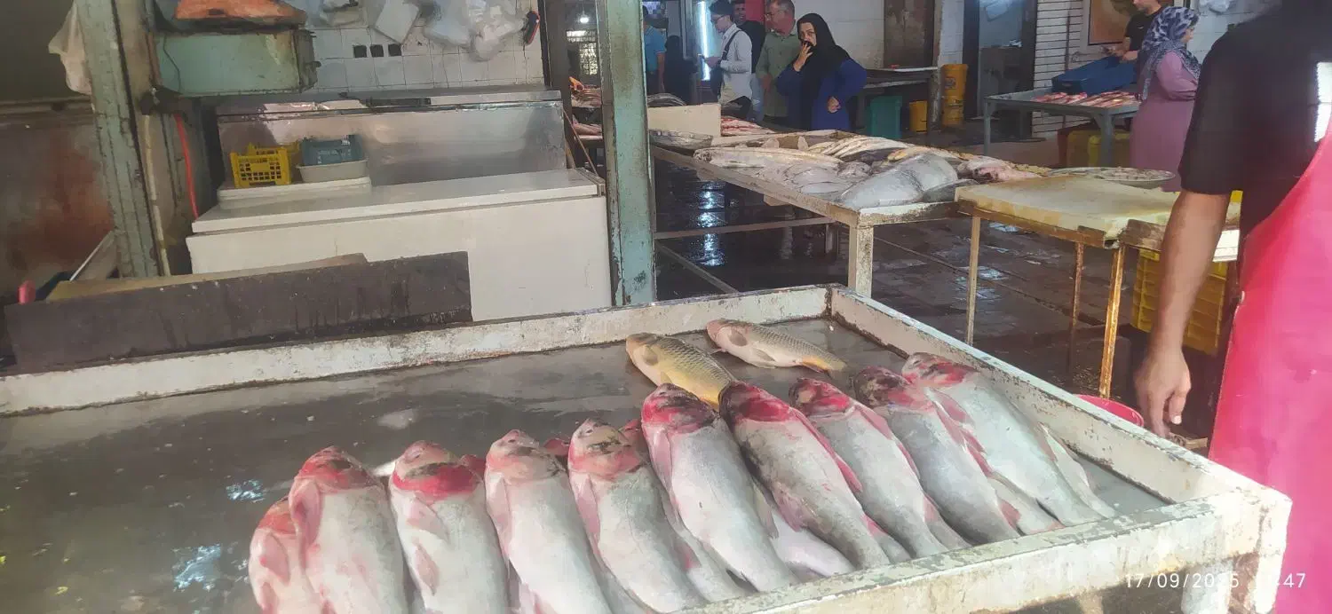 ماهی|ماهی|شوشتر, |دیوار