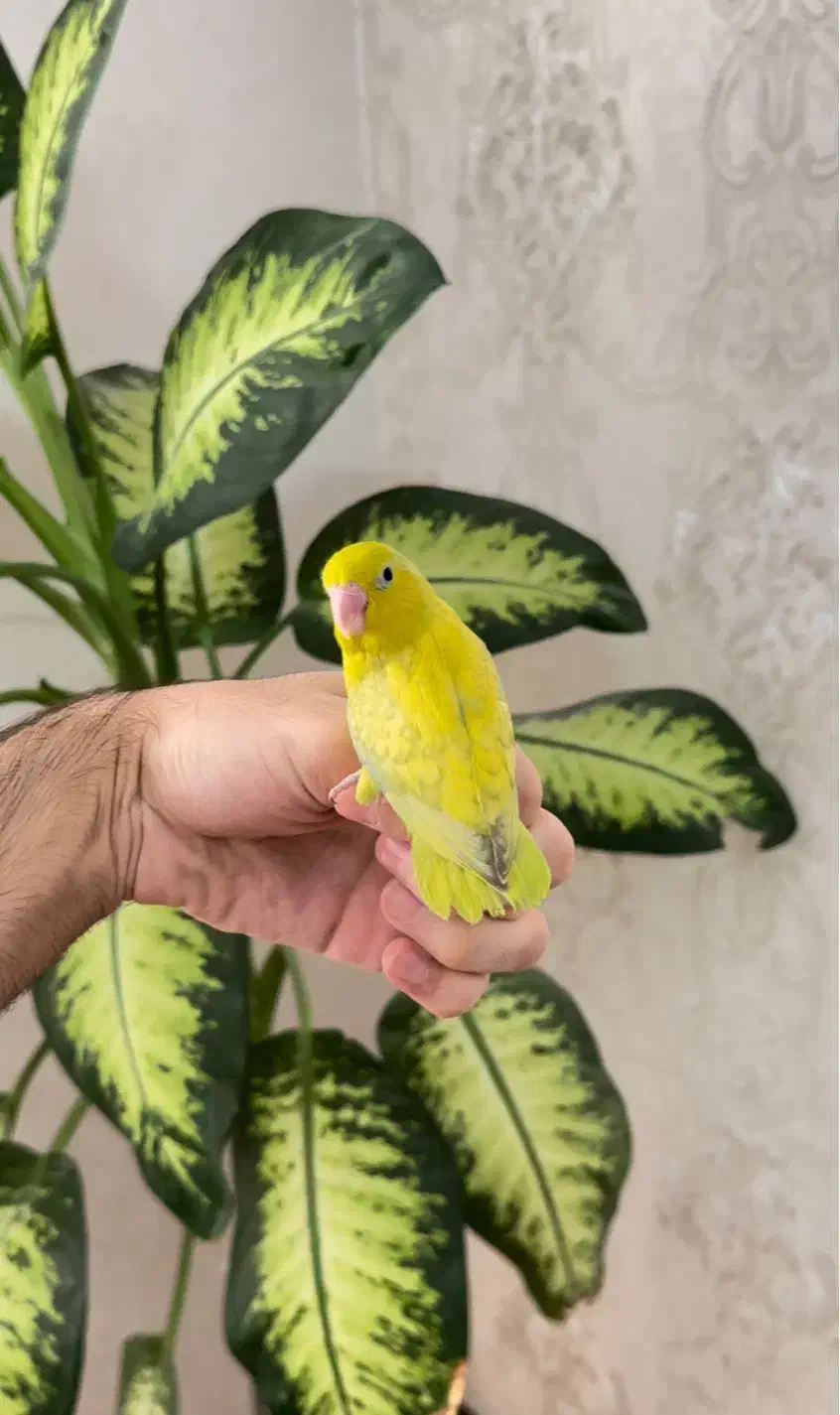 جوجه طوطی سرلاکی پروتلت|پرنده|تهران, سازمان برنامه جنوبی|دیوار