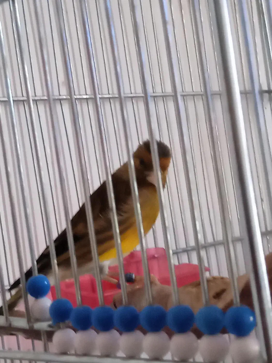 سهره قناری|پرنده|کرمانشاه, |دیوار