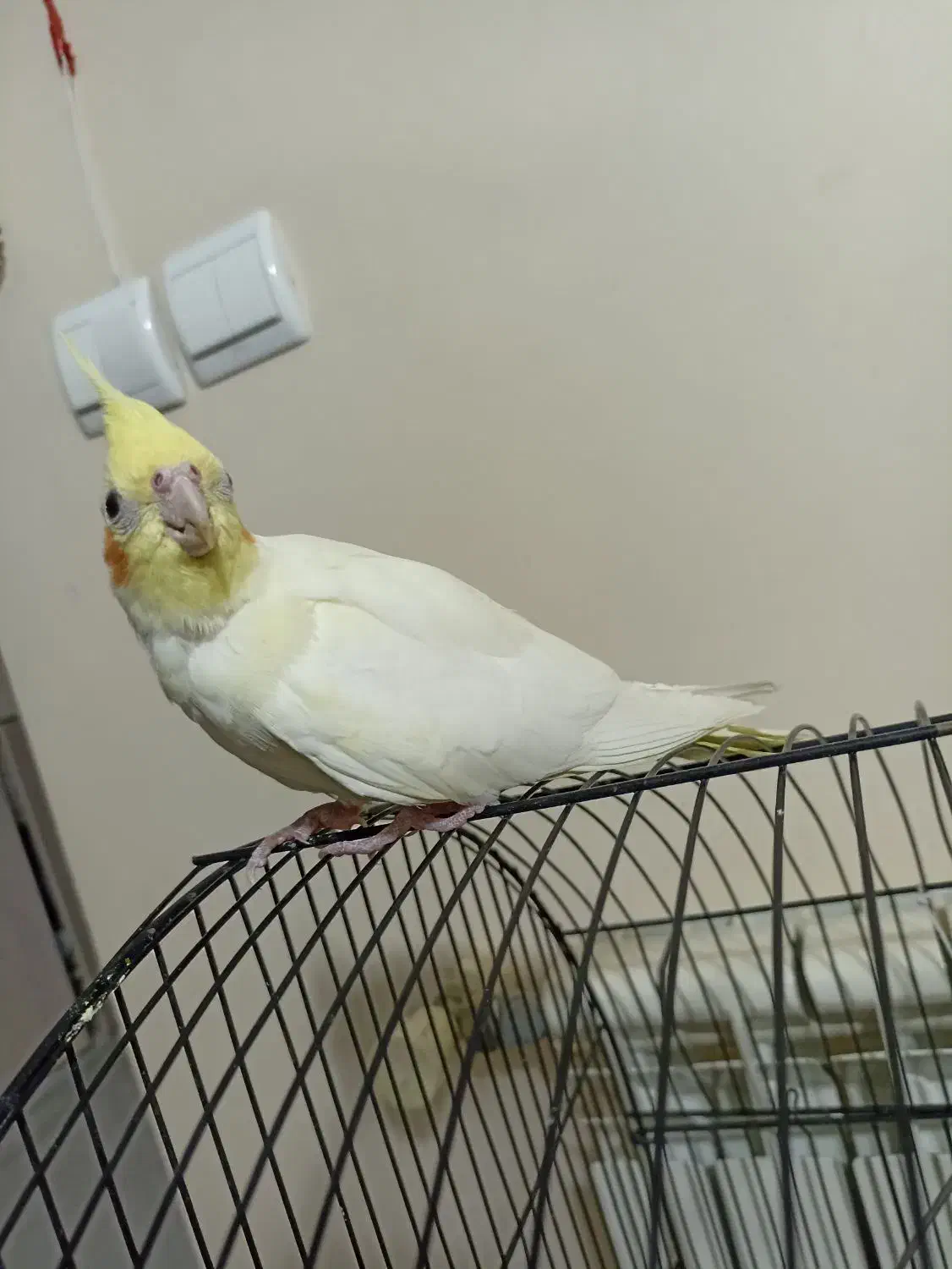 عروس هلندی|پرنده|محمدشهر, شهرک پیام (مهرالبرز)|دیوار