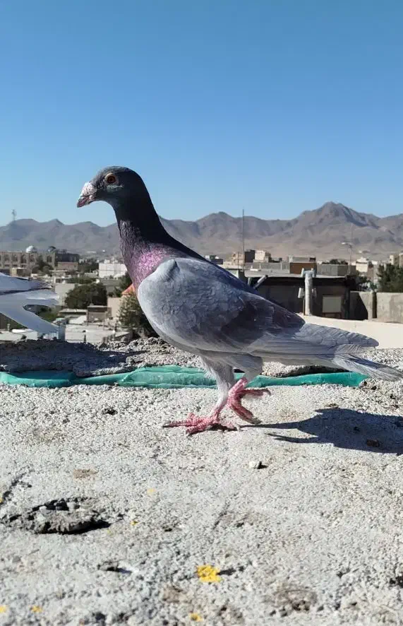 کبوتر یا کفتر|پرنده|تربت‌حیدریه, حسنی بالا|دیوار