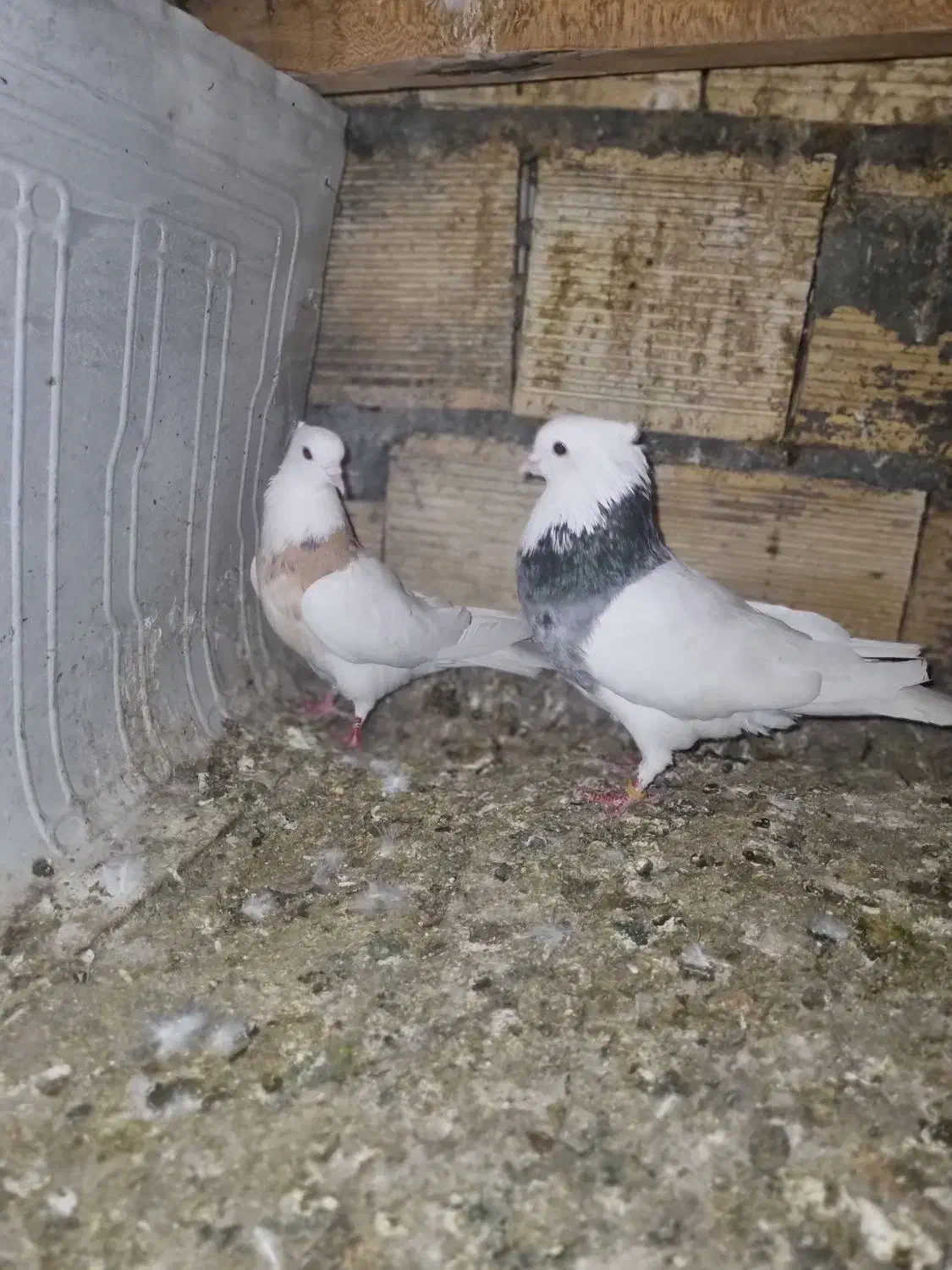 طوقی|پرنده|مبارکه, |دیوار