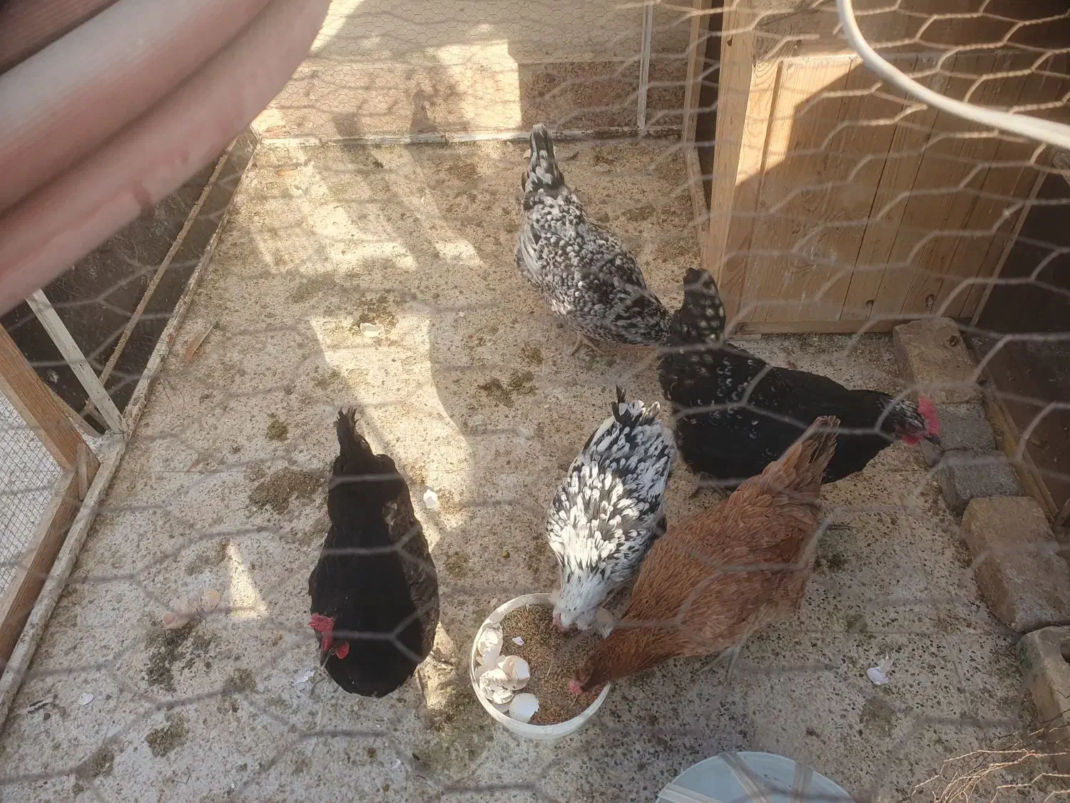 مرغ گلین|حیوانات مزرعه|گلبهار, شهر جدید گلبهار|دیوار