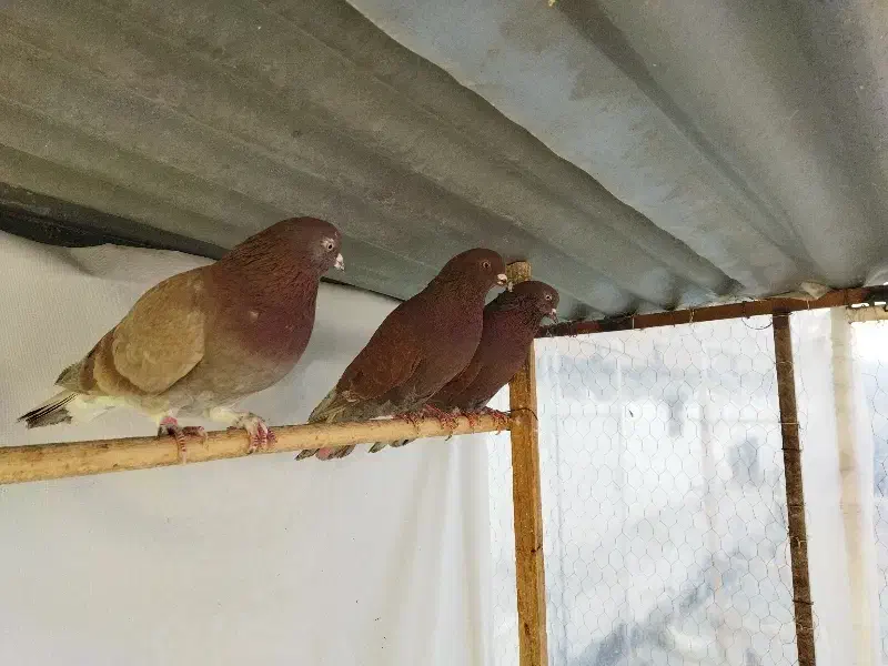 کبوتر|پرنده|چهاردانگه (تهران), |دیوار