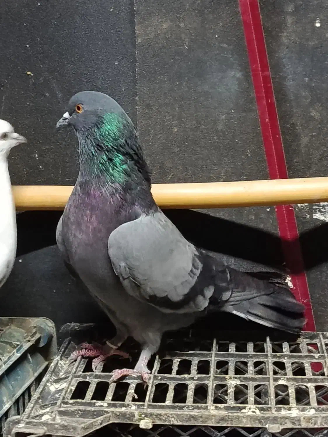 کبوتر پرشی تضمین|پرنده|فاضل آباد, |دیوار