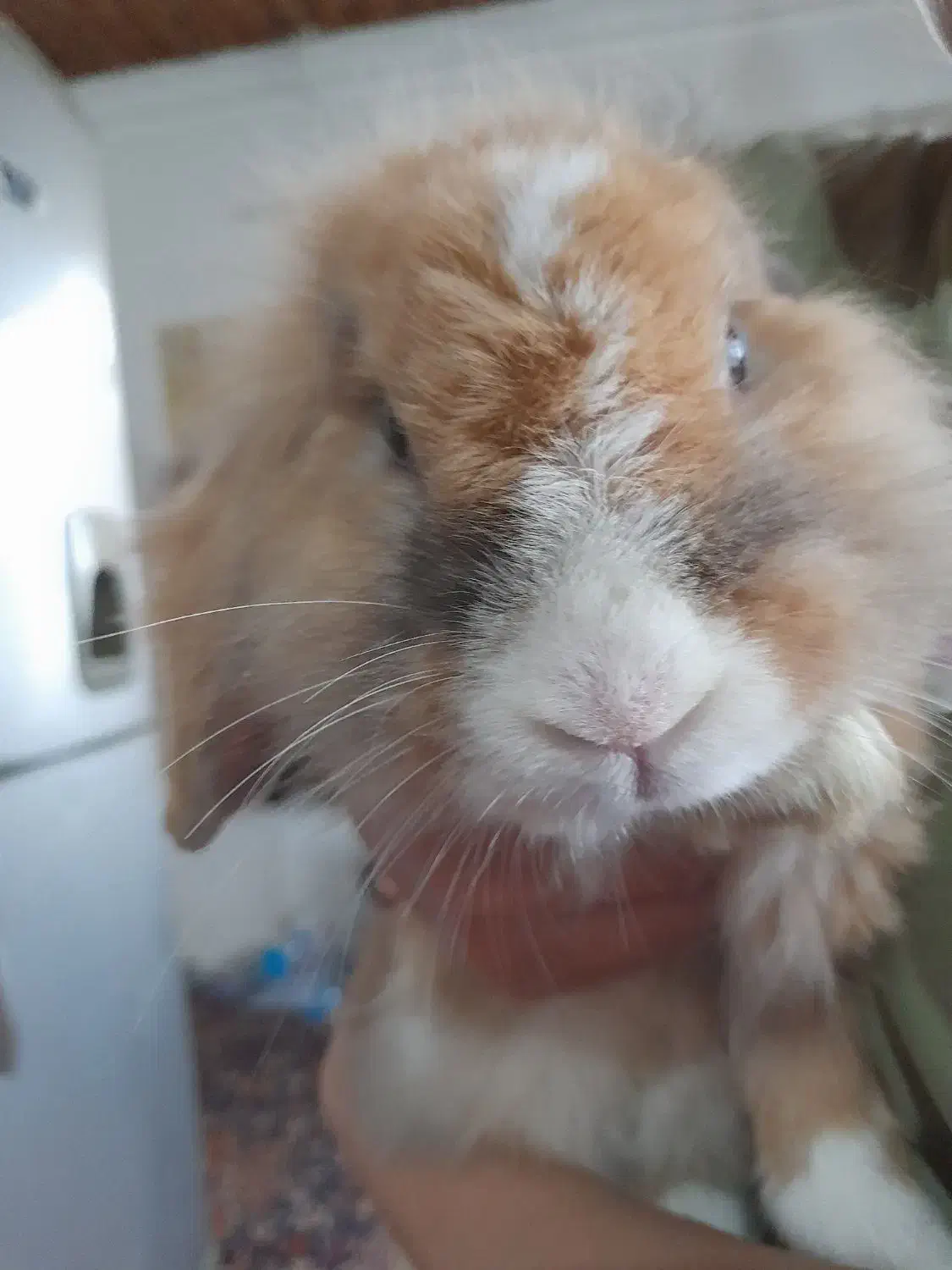 خرگوش لوپ|موش و خرگوش|کوچصفهان, |دیوار