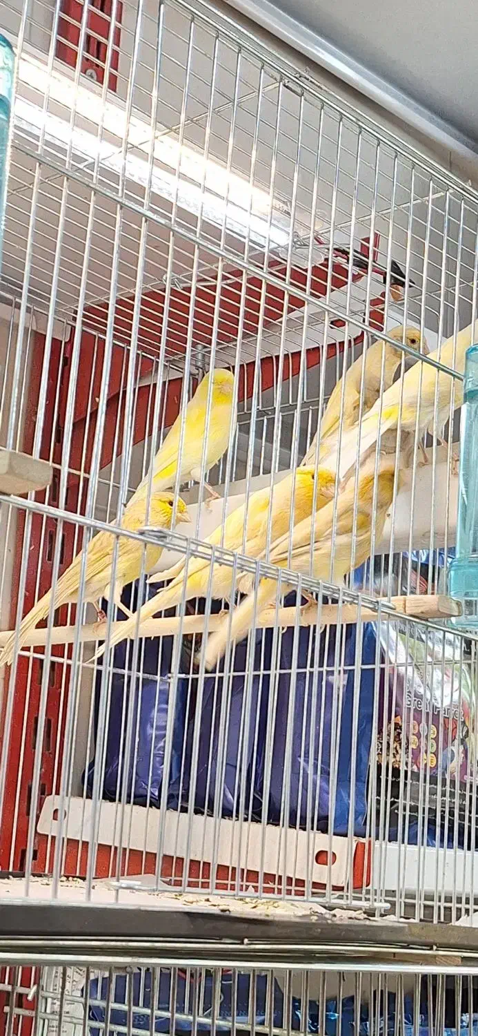 قناری نر و ماده رسمی .|پرنده|تهران, پرستار|دیوار
