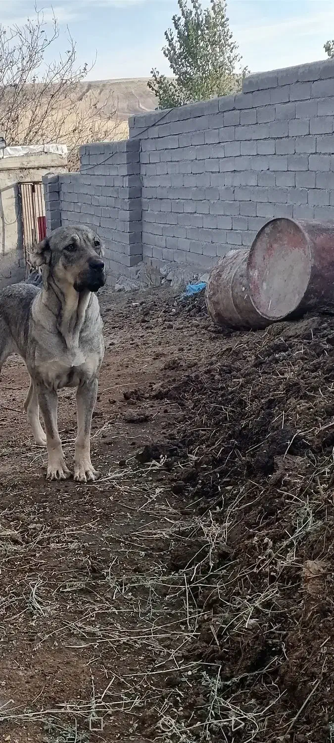 ماده پژدر ۳ساله|سگ|هشترود, |دیوار