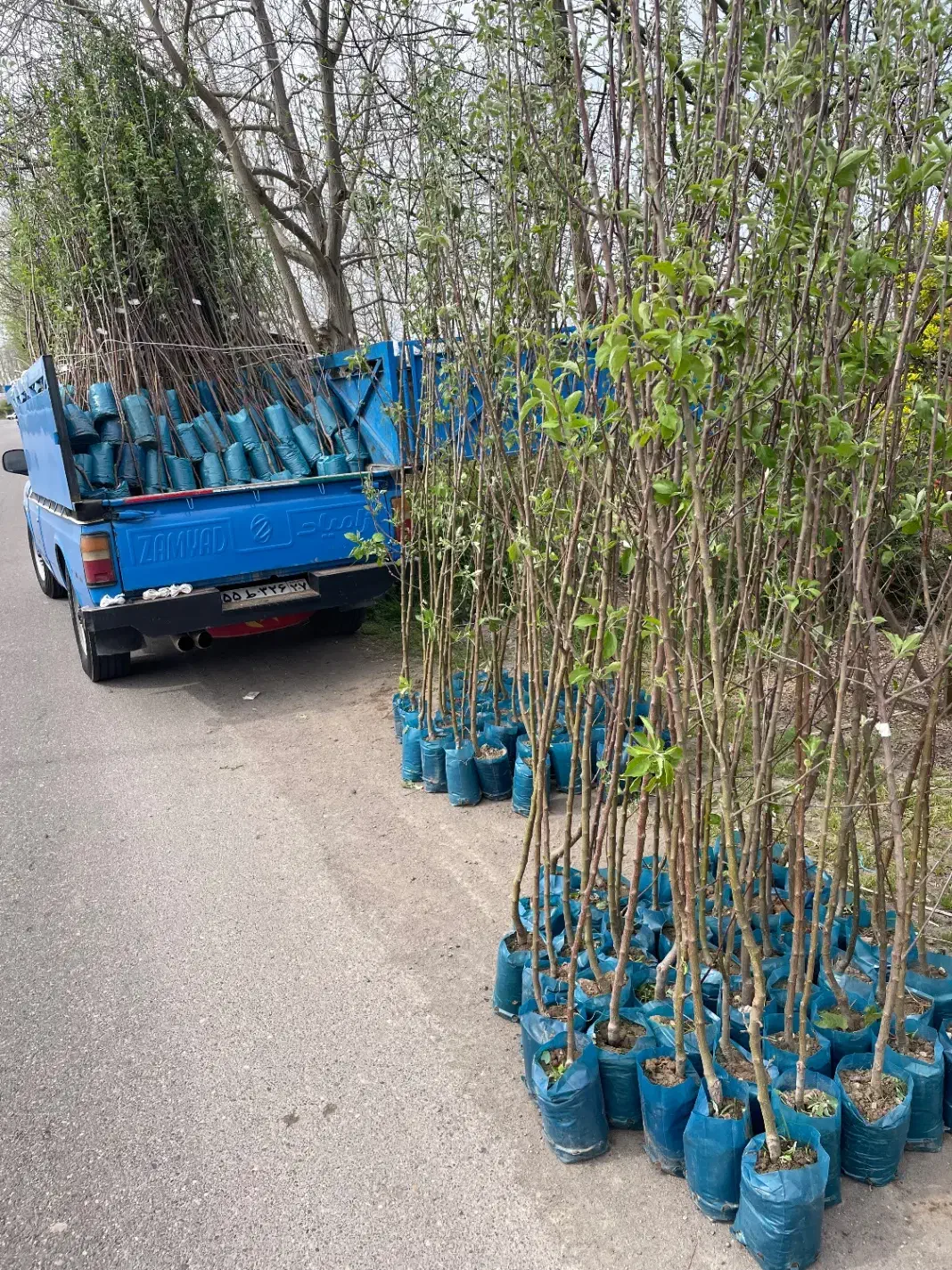 نهال فروشی مهندس آرمین میاندواب|خدمات باغبانی و درختکاری|کرج, فاز ۴ مهرشهر|دیوار