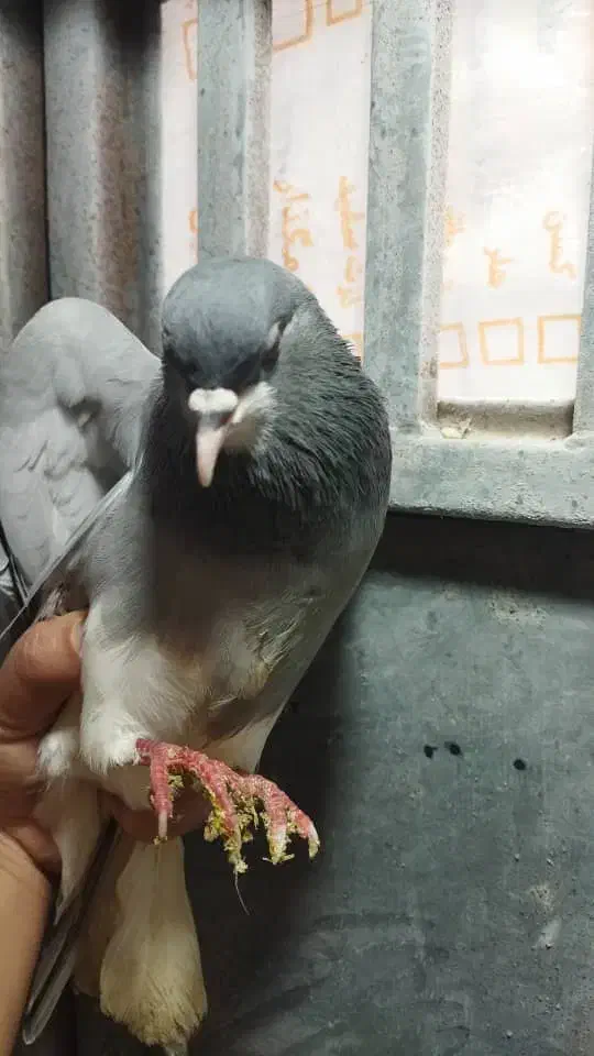 کفتر بدرنگ ماده سبز|پرنده|شیراز, شهرک مطهری|دیوار