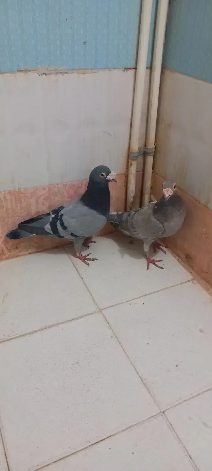 سبز سار|پرنده|شیروان (خراسان), |دیوار