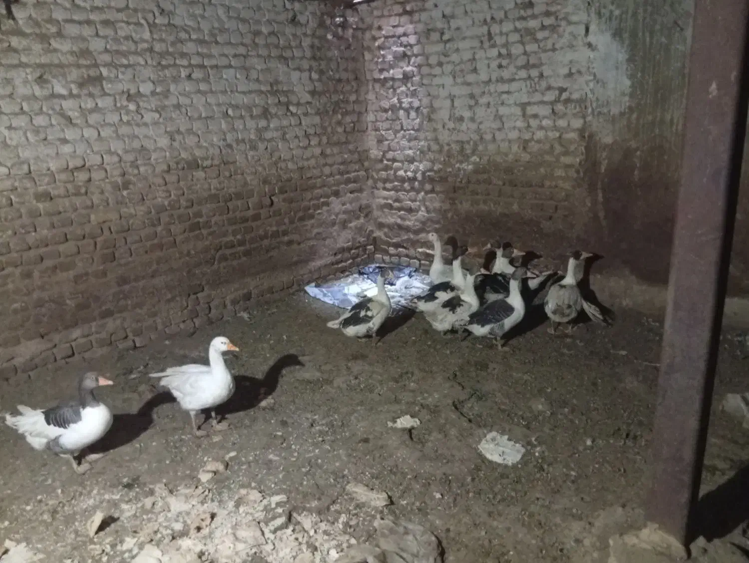 ۱۰عدد غاز سرحال|حیوانات مزرعه|بروجرد, |دیوار